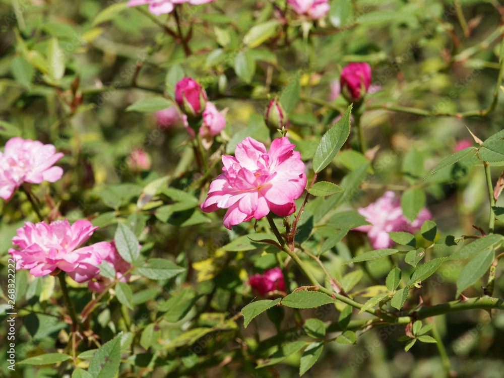 Petites fleurs roses pâle 'Pompon de Paris'. Rosier grimpant. Petites fleurs roses pâle 'Pompon de Paris'. Rosier grimpant.