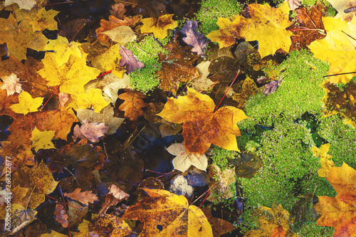 Autumn maple leaves with duckweed float on the water surface in the sunlight