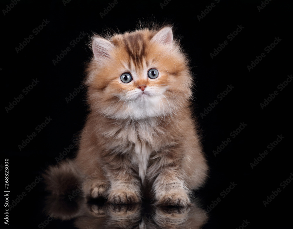 Little fluffy kitten on a black background