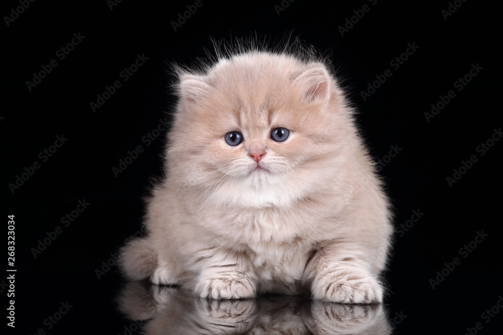 Fototapeta premium Little fluffy kitten on a black background