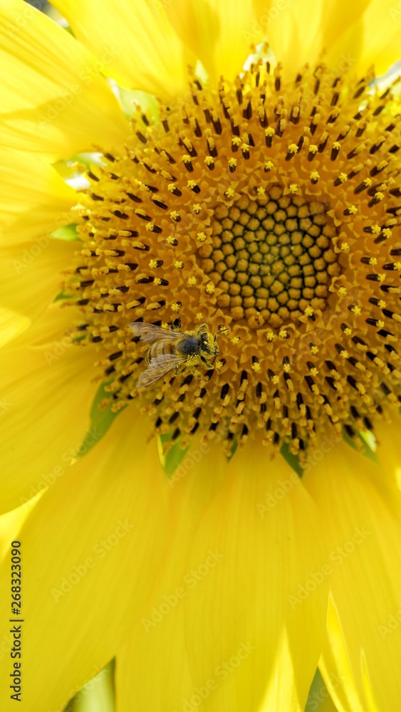 Obraz premium close up of sunflower