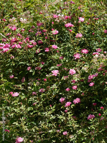 Rosier grimpant  pompon de Paris  petites fleurs doubles rose p  les et feuillage gris-vert