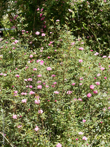 Rosier nain grimpant aux petites fleurs doubles rose pompon de Paris au feuillage gris-vert © Marc