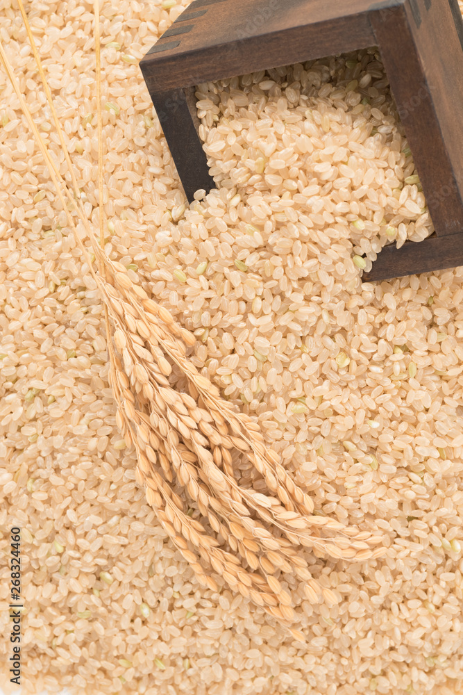 玄米と稲穂