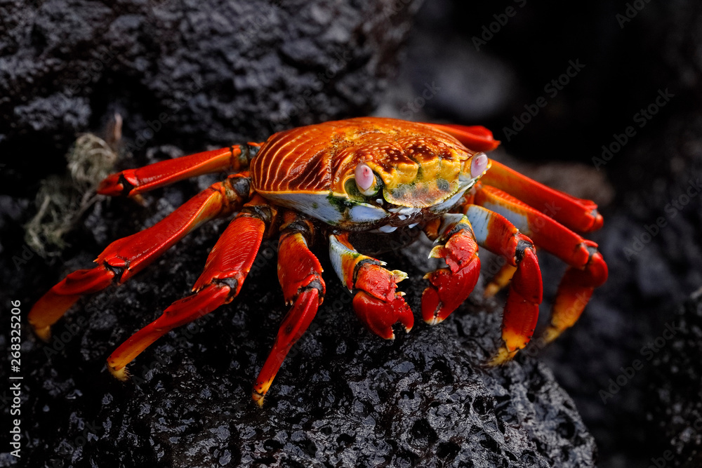 Sally Lightfoot Crab - Galapagos Islands Sally Lightfoot Crab - Galapagos Islands