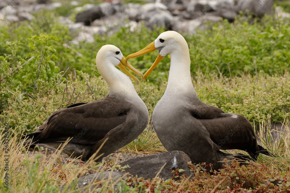 Fototapeta premium Waved Albatrosses courting