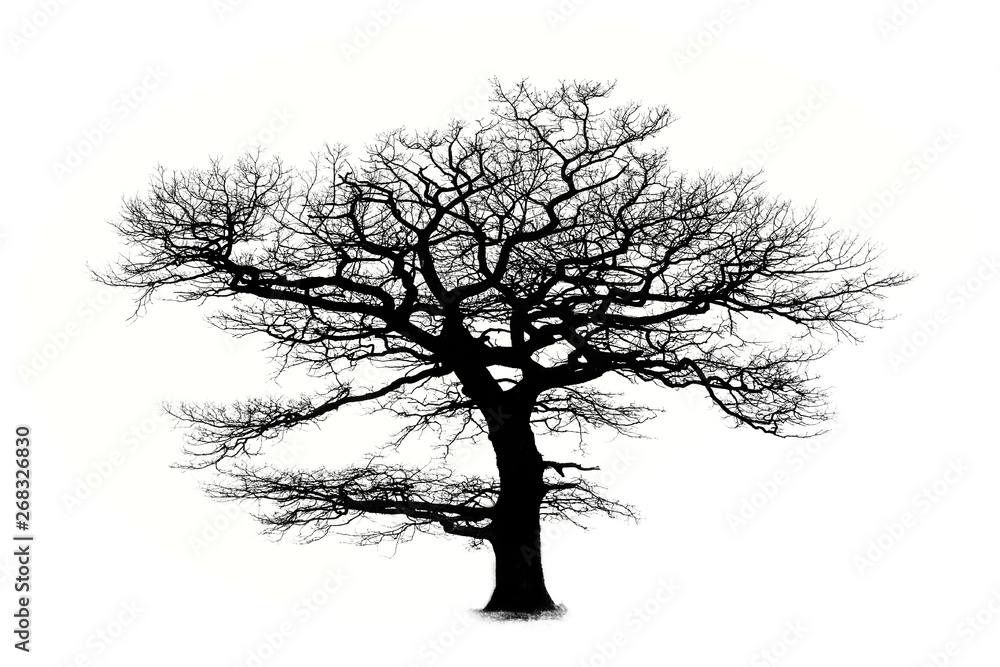 Oak tree silhouette isolated on white background Oak tree silhouette isolated on white background