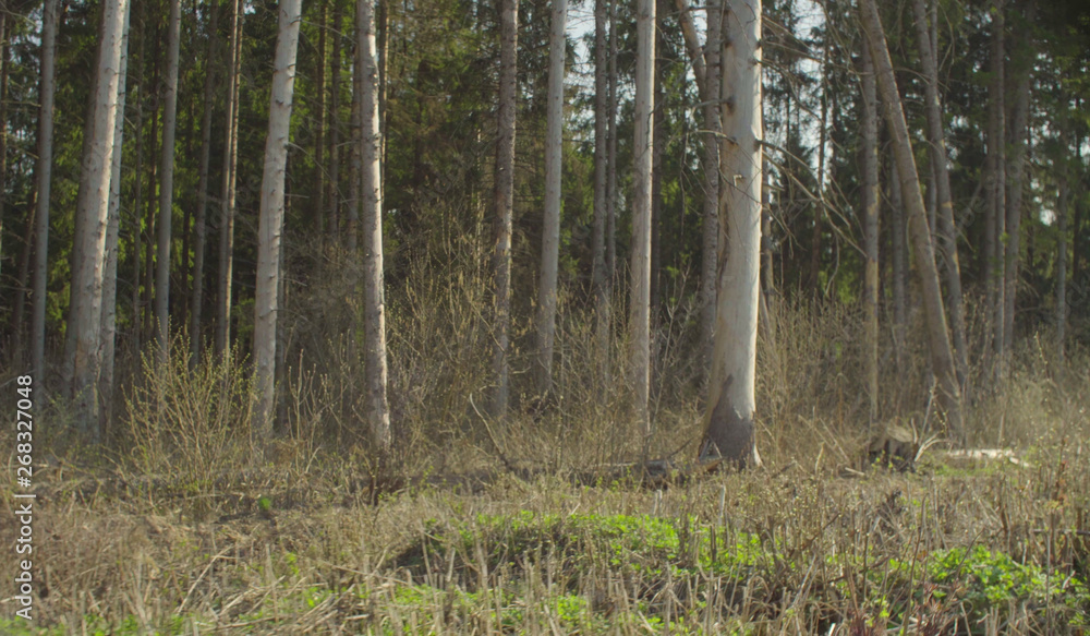 Injury tree trunks on the forest felling in spring. Damage to nature from human activity. Save nature concept Injury tree trunks on the forest felling in spring. Damage to nature from human activity. Save nature concept