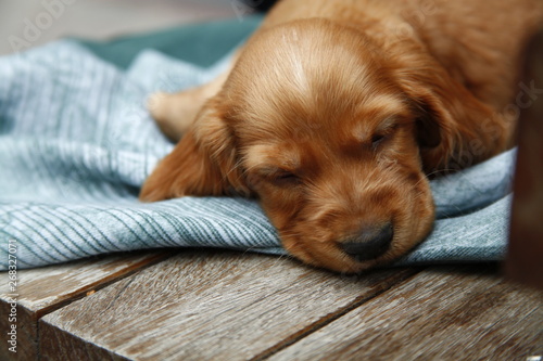 dog lying on the floor puppy sleeping