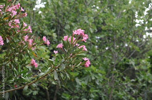 Wallpaper Mural Pink flowers in a country park. Travels. Beautiful landscape. Relaxation. Vacation Torontodigital.ca