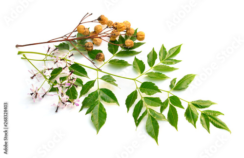 Melia azedarach, chinaberry tree, Pride of India, bead-tree, Cape lilac, syringa berrytree, Persian lilac photo