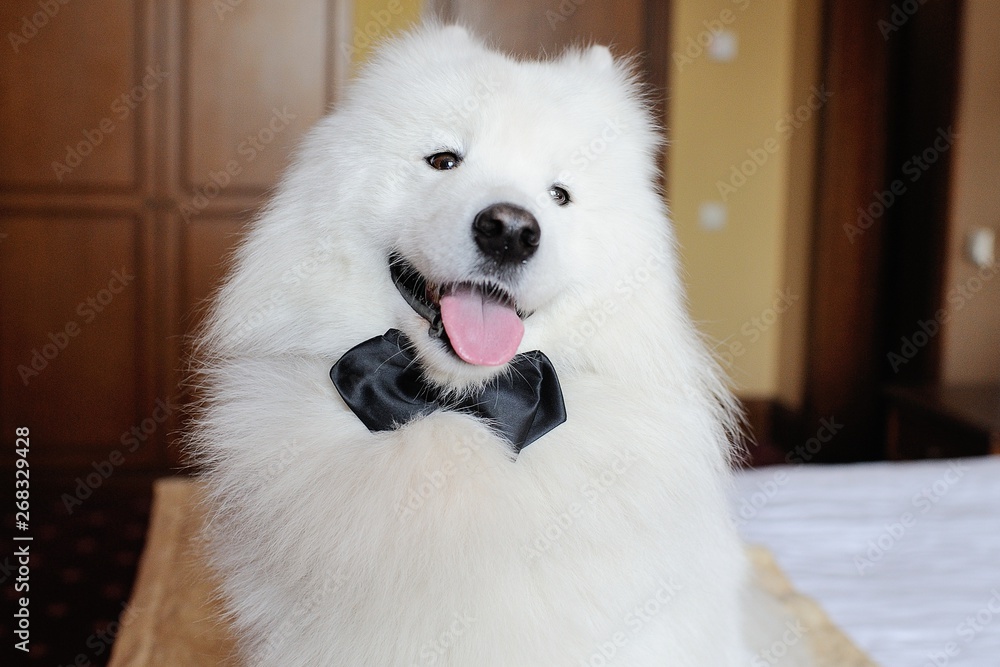 Samoyed Dog Breed Information and Pictures - PetGuide Samoyed dogs, Samoyed, Sam