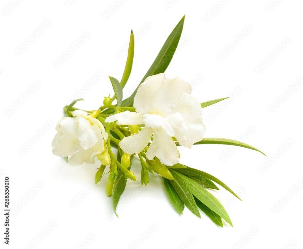 White Nerium oleander isolated on white background White Nerium oleander isolated on white background