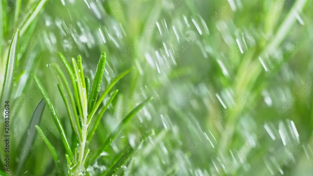 Super Slow Motion Shot of Water Drops Falling on Fresh Rosemary at 1000fps. Super Slow Motion Shot of Water Drops Falling on Fresh Rosemary at 1000fps.