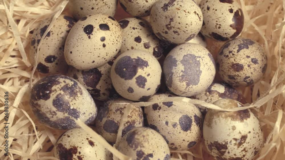 Quail eggs in the nest with straw, Happy Easter, Easter atmosphere Quail eggs in the nest with straw, Happy Easter, Easter atmosphere