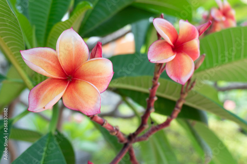Frangipani Flower Or Leelawadee
