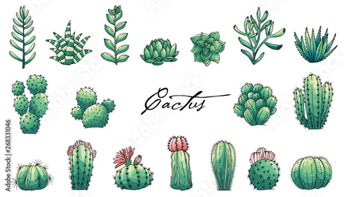 Big set et of elements with hand drawn colored cacti and succulents