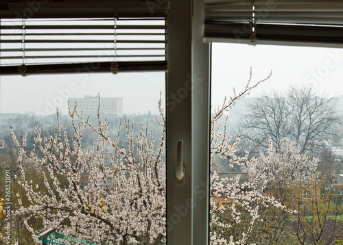 cherry blossom outside the window of the house in the village. spring landscape, the revival of nature through the glass