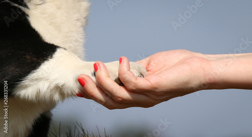 hand with paw