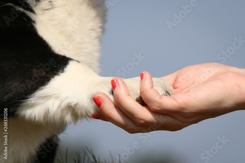 hand holding a dog paw