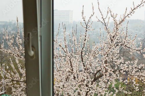 cherry blossom outside the window of the house in the village. spring landscape, the revival of nature through the glass © Yuliia
