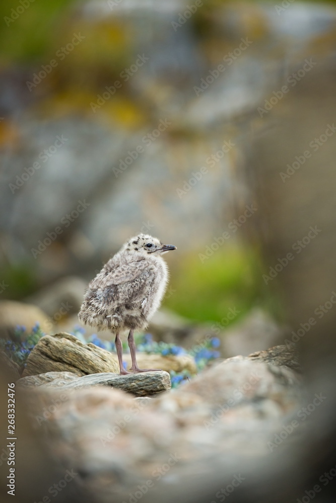 Larus canus. Norway's wildlife. Beautiful picture. From the life of birds. Free nature. Runde Island in Norway. Scandinavian wildlife. North of Europe. Picture. Seashore. A wonderful shot of wild natu Larus canus. Norway's wildlife. Beautiful picture. From the life of birds. Free nature. Runde Island in Norway. Scandinavian wildlife. North of Europe. Picture. Seashore. A wonderful shot of wild natu