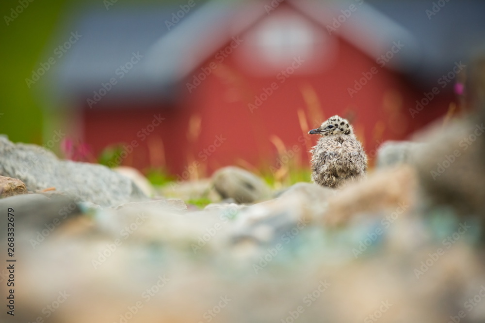 Obraz premium Larus canus. Norway's wildlife. Beautiful picture. From the life of birds. Free nature. Runde Island in Norway. Scandinavian wildlife. North of Europe. Picture. Seashore. A wonderful shot of wild natu