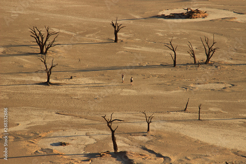 Dead Vley trees, in the Namib-Nacluft National Park in Namibia. photo