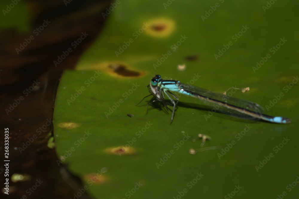 dragonfly on blade of grass dragonfly on blade of grass
