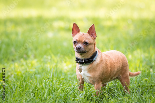 Chihuahua dog on the grass