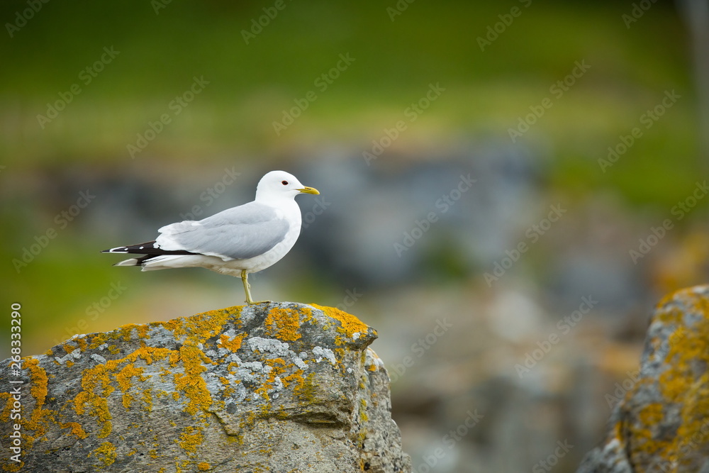 Larus canus. Norway's wildlife. Beautiful picture. From the life of birds. Free nature. Runde Island in Norway. Scandinavian wildlife. North of Europe. Picture. Seashore. A wonderful shot of wild natu Larus canus. Norway's wildlife. Beautiful picture. From the life of birds. Free nature. Runde Island in Norway. Scandinavian wildlife. North of Europe. Picture. Seashore. A wonderful shot of wild natu