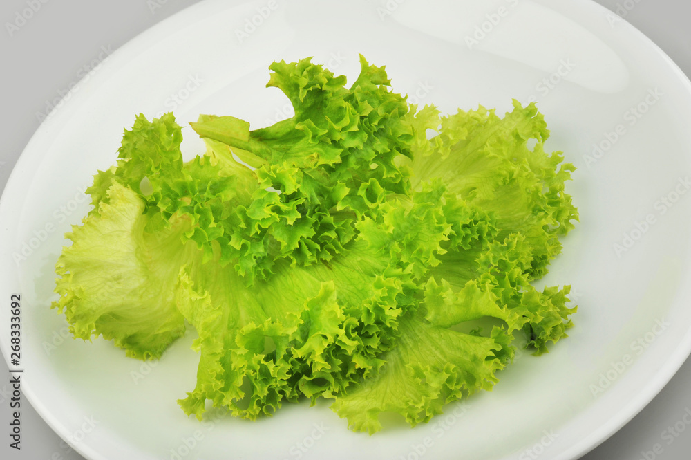 Fresh Green Oak Lettuce isolated on the plate Fresh Green Oak Lettuce isolated on the plate