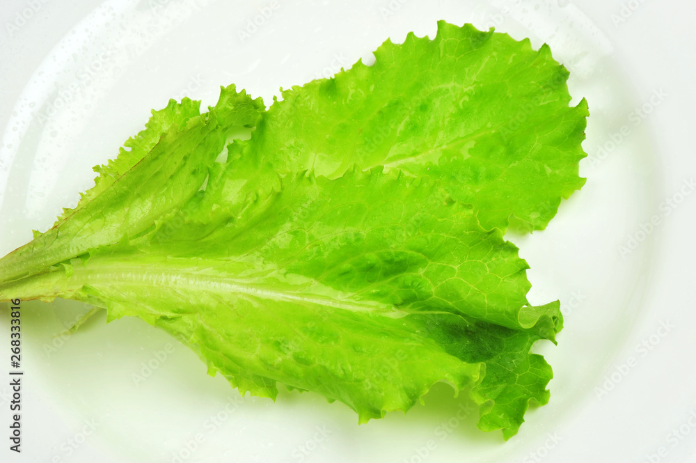 Fresh Green Oak Lettuce isolated on the plate Fresh Green Oak Lettuce isolated on the plate