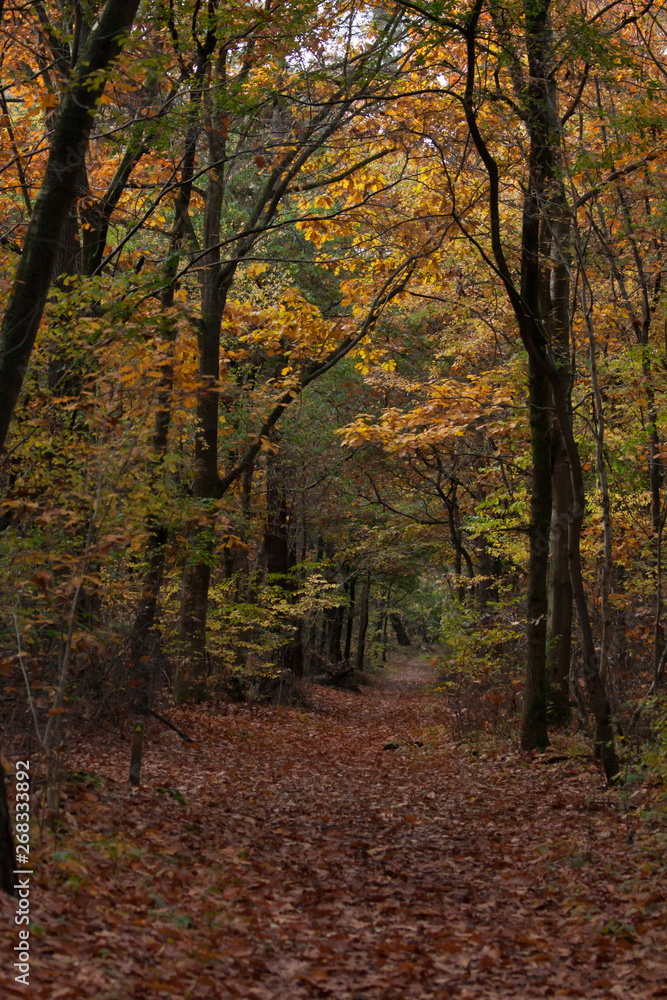 autumn in the forest in the Netherlands