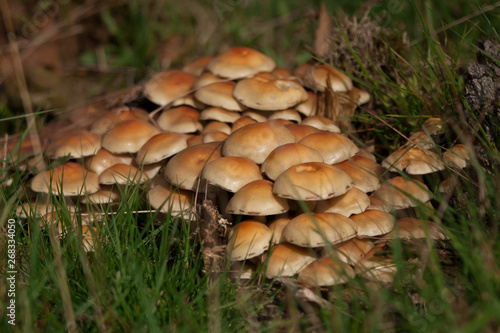 mushroom in the Dutch forest