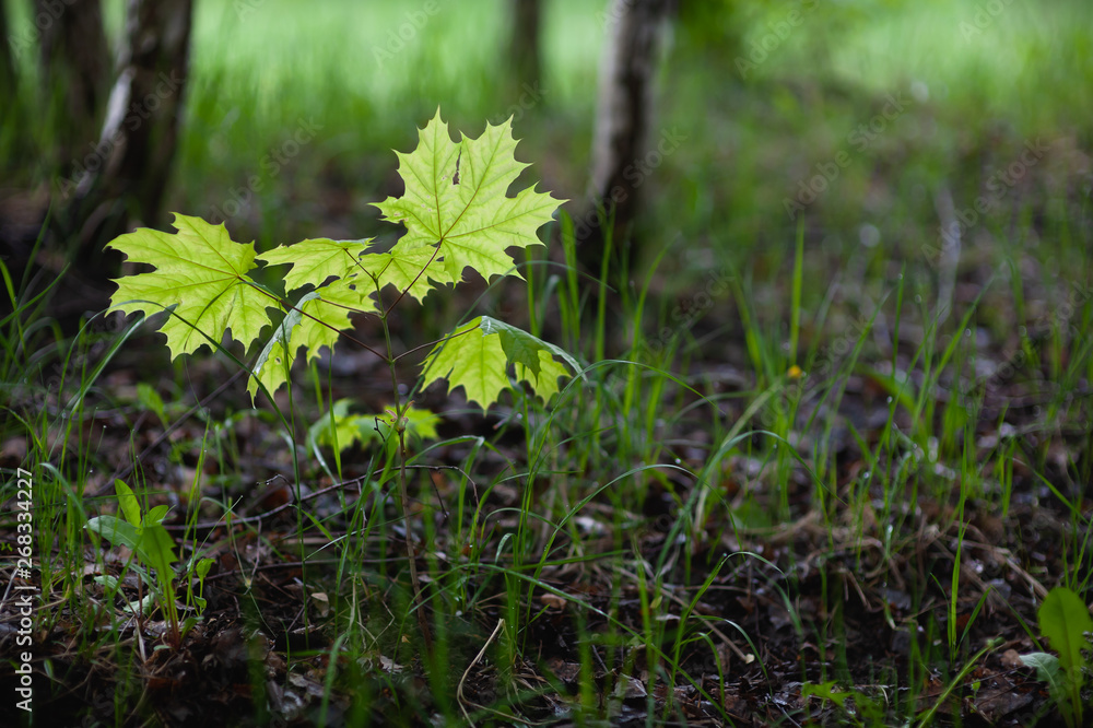Young maple sprout in the spring sun. Glowing leaves in the ambient light Young maple sprout in the spring sun. Glowing leaves in the ambient light