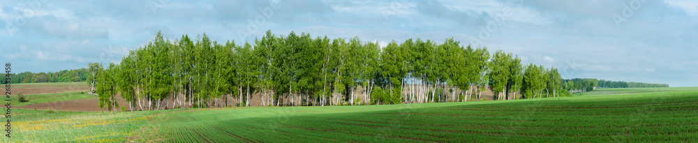 Panoramic view of field of young wheat with birch grove in the background. suitable as background or banner Panoramic view of field of young wheat with birch grove in the background. suitable as background or banner