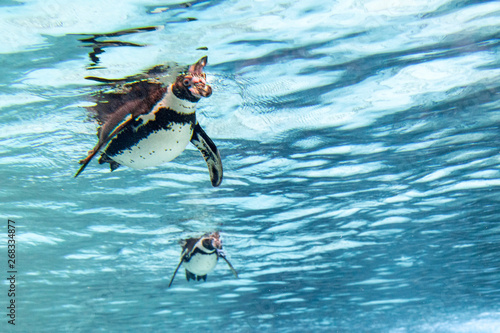 Photography Humbolt penguin underwater looking at you