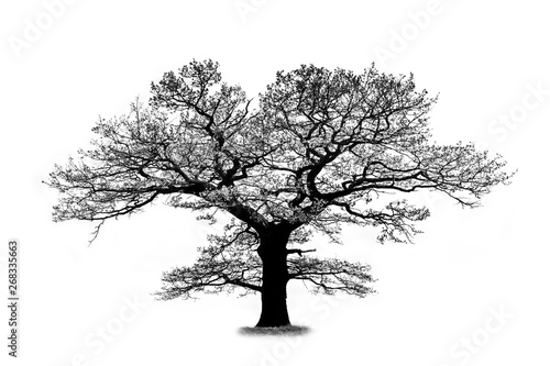 Oak tree silhouette isolated on white background