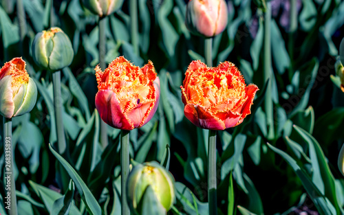 Orange princess tulips #268335893