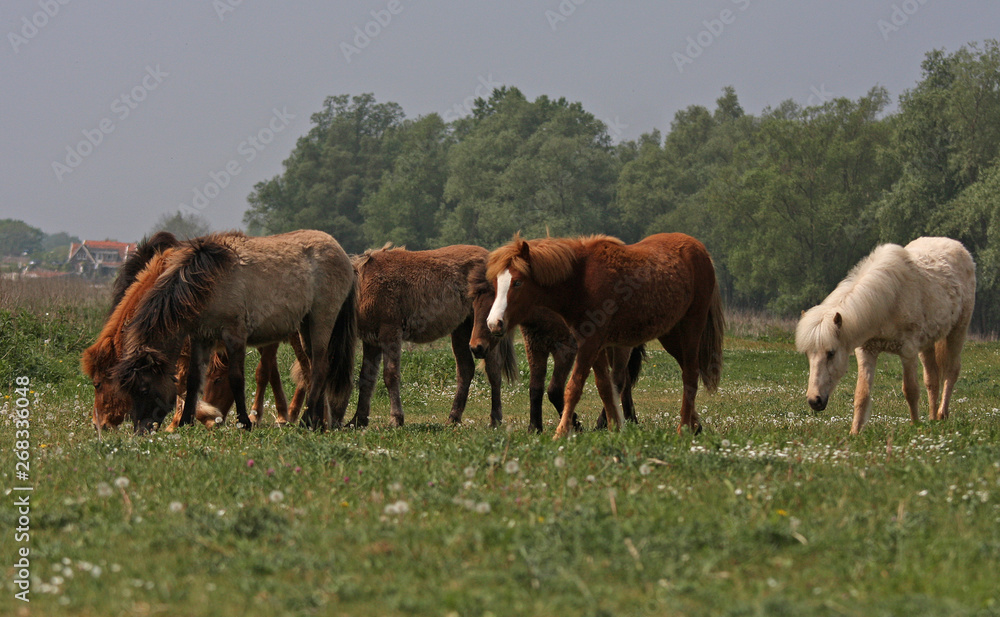 herd of wild horses on pasture herd of wild horses on pasture