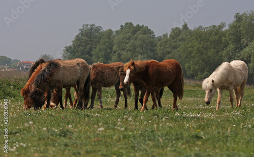herd of wild horses on pasture