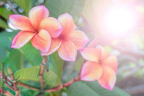 Beautiful frangipani flowers on a blurred background