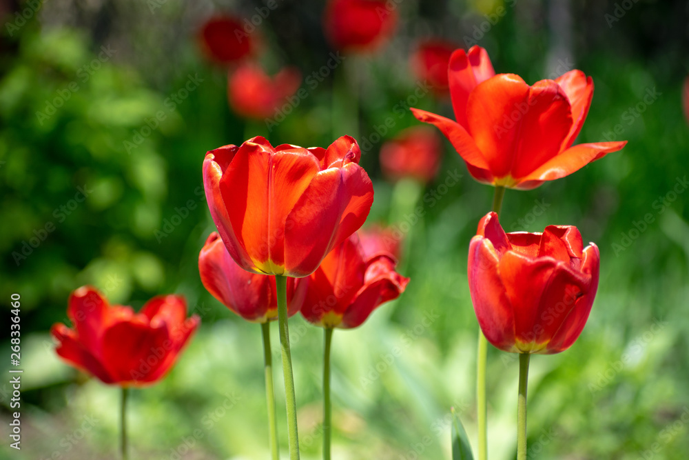 Blooming red tulips flowers in spring