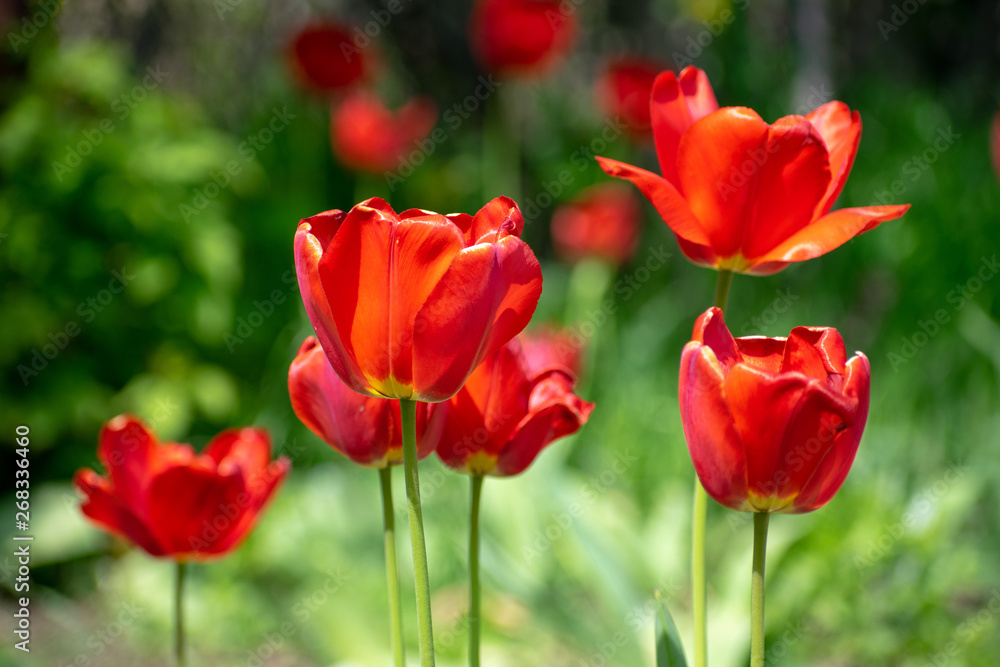 Blooming red tulips flowers in spring Blooming red tulips flowers in spring