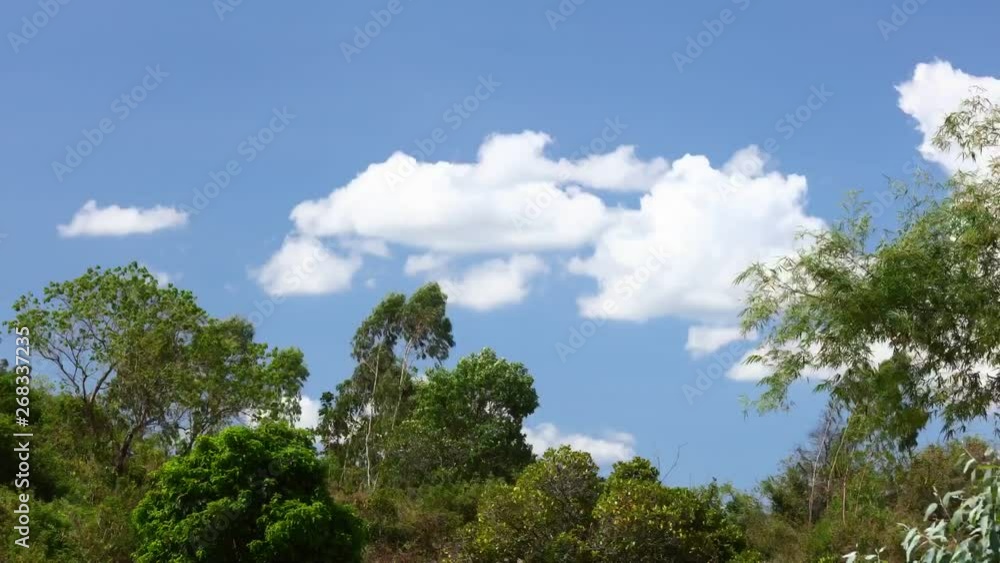 Tropical sky and jungle treetops time lapse with bright white cloud formations moving left to right and deep blue skies. Static camera shot in hd. Tropical sky and jungle treetops time lapse with bright white cloud formations moving left to right and deep blue skies. Static camera shot in hd.