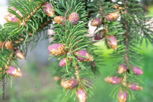 Young cones a lot in spring on a fir tree on a summer day