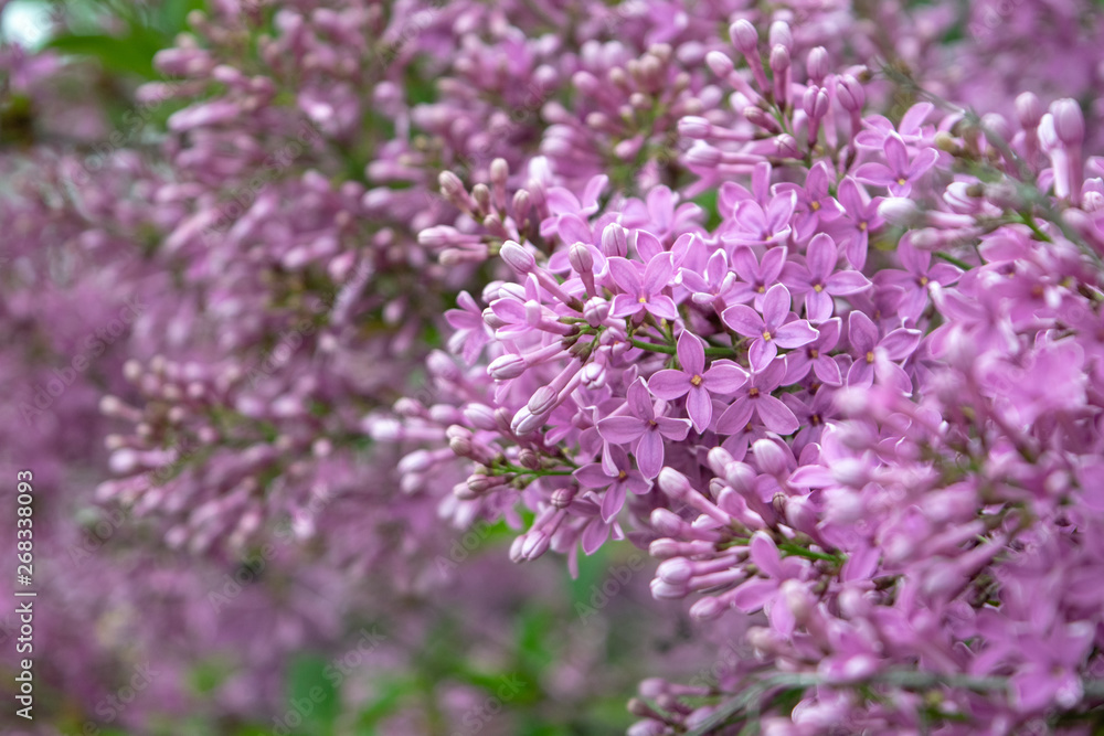 Shrub lilac inflorescence blooms in spring blooming close-up on a sunny day