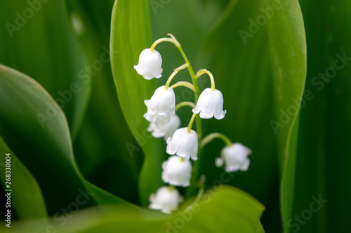 The first lily of the valley in spring close-up against the background of a leaf of green