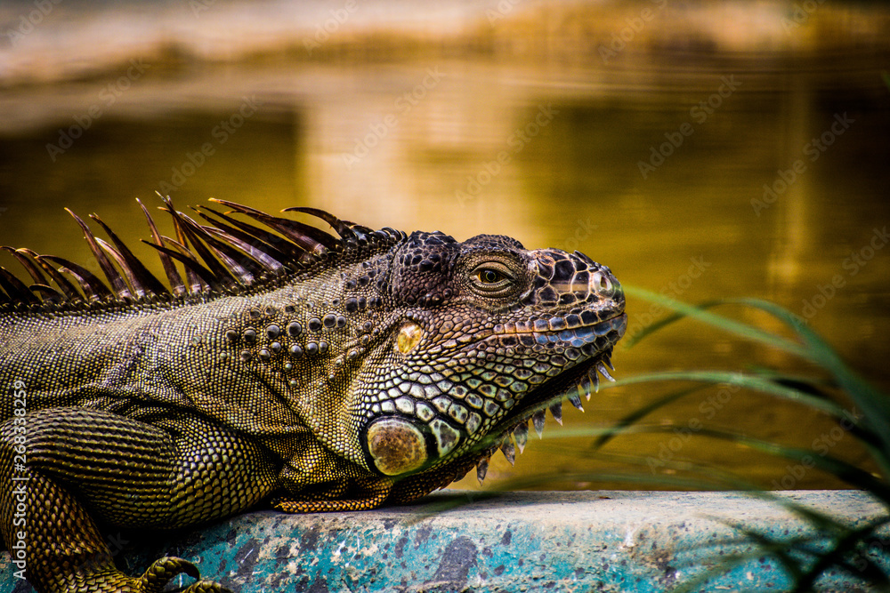 iguana in the zoo iguana in the zoo